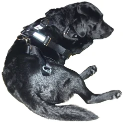 Bilbältessele till hunden