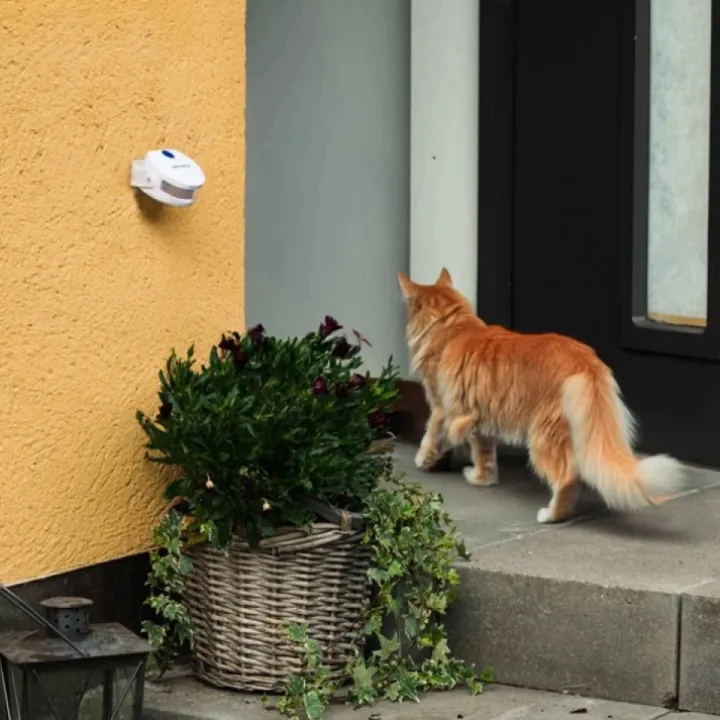Dörrklocka för katten