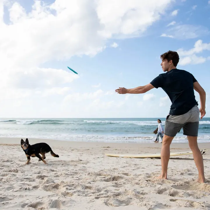 Frisbee till hunden