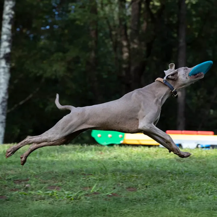 Frisbee till hunden