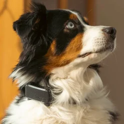 GPS till hund, Tractive