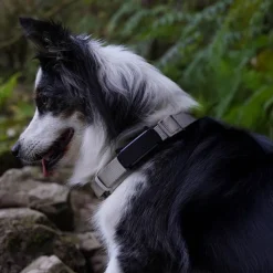 GPS till hund, Tractive