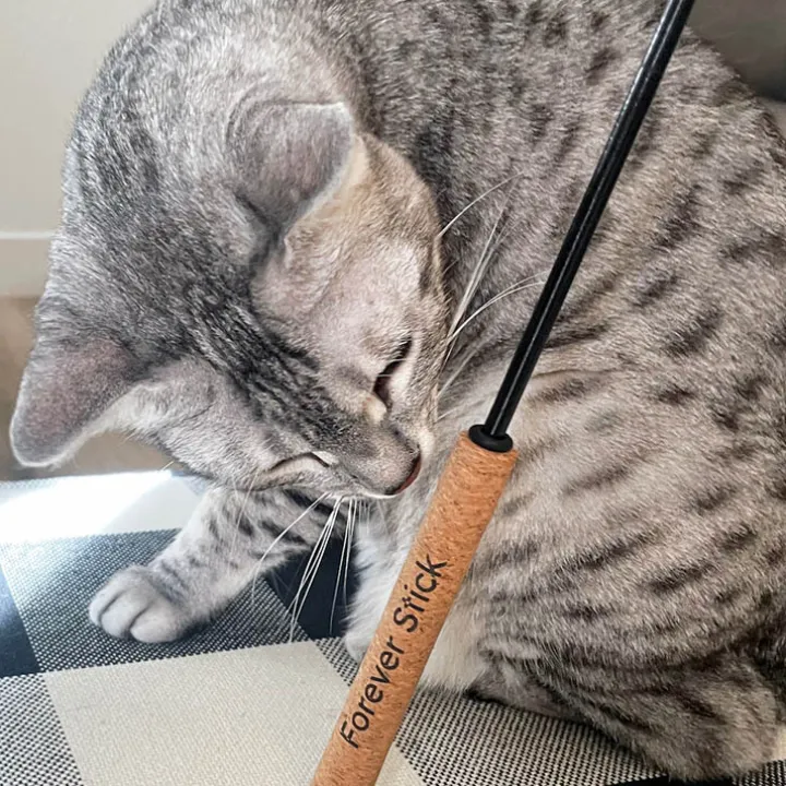 Kattspö