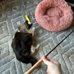 Kattspö