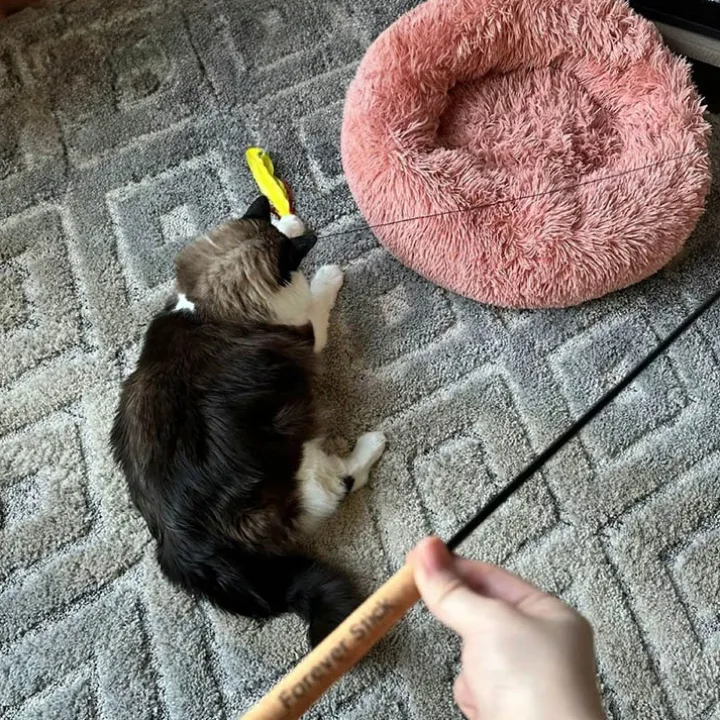 Kattspö