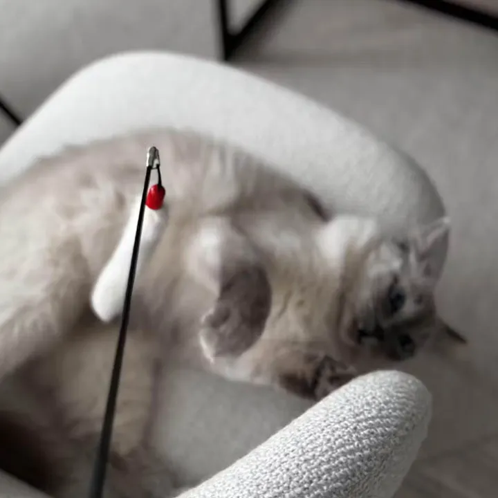 Kattspö