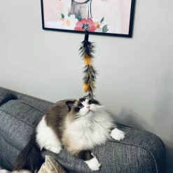 Kattspö