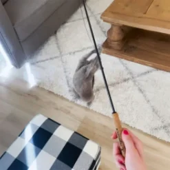 Kattspö