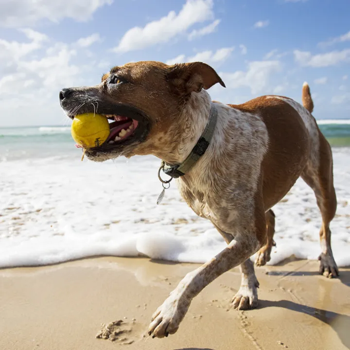 Vattenstudsboll till hunden