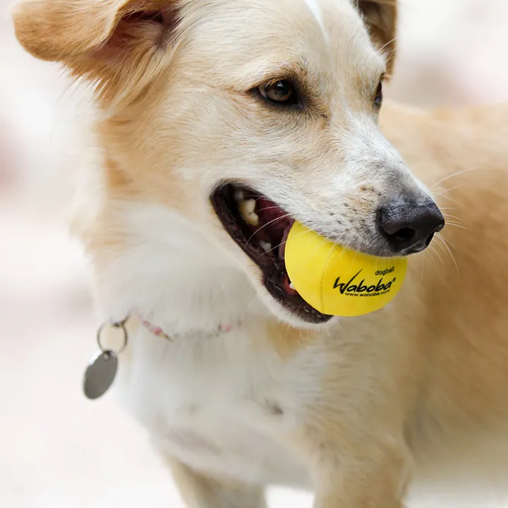 Vattenstudsboll till hunden