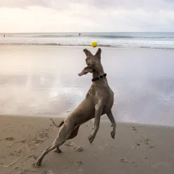 Vattenstudsboll till hunden