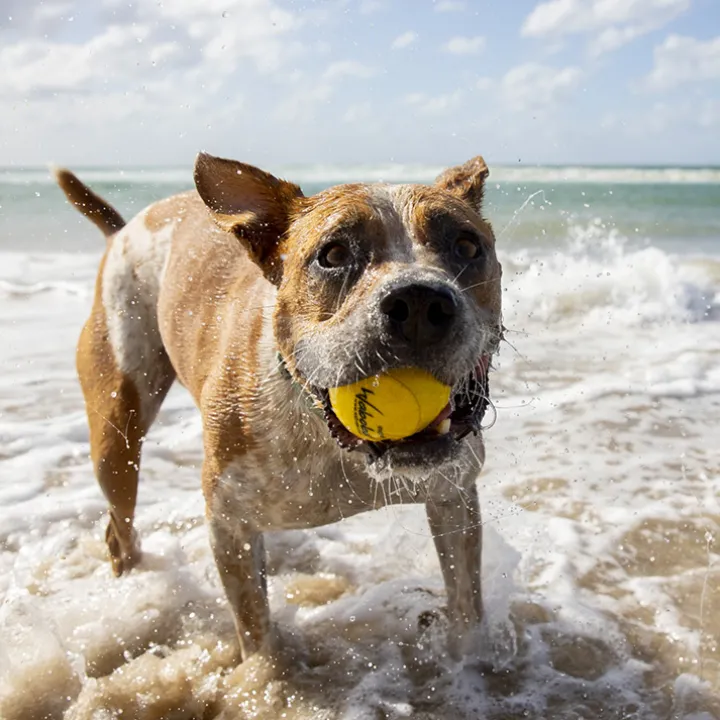 Vattenstudsboll till hunden